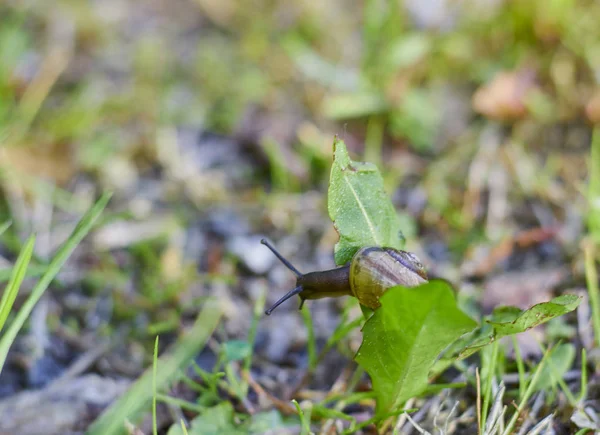 Caracol com casca rastejando na grama verde, dia de verão no jardim — Fotografia de Stock