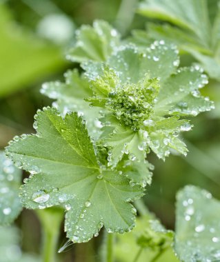 sabah çiy çiçek yeşil yaprak düşer. yakın çekim görünümü.