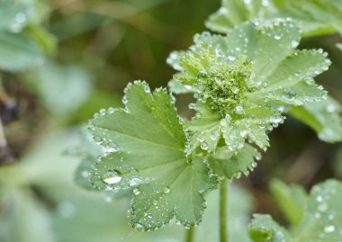 sabah çiy çiçek yeşil yaprak düşer. yakın çekim görünümü.