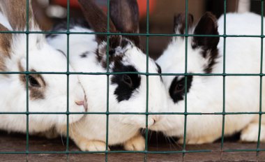 Bir kafes closeup sevimli komik tavşan. evcil kabarık evcil hayvanlar. hayvan koruma.