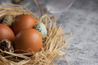 Hafif beton arka plan üzerinde saman yakın çekim bir yuvatavuk yumurtası. Kopya alanı. Tarım