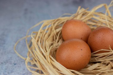 Hafif beton arka plan üzerinde saman yakın çekim bir yuvatavuk yumurtası. Kopya alanı. Tarım