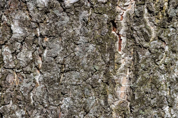 texture of oak tree bark. Abstract background and texture for design.