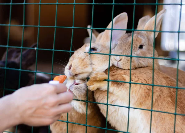 Coelhos engraçados numa gaiola. animais domésticos fofos. protecção dos animais . — Fotografia de Stock