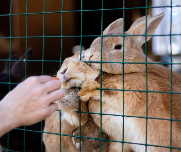 Carino conigli divertenti in una gabbia primo piano. animali domestici soffici. protezione degli animali . — Foto Stock