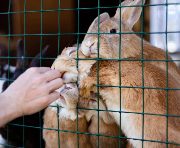 Cute funny rabbits in a cage closeup. domestic fluffy pets. animal protection. — Stock Photo, Image