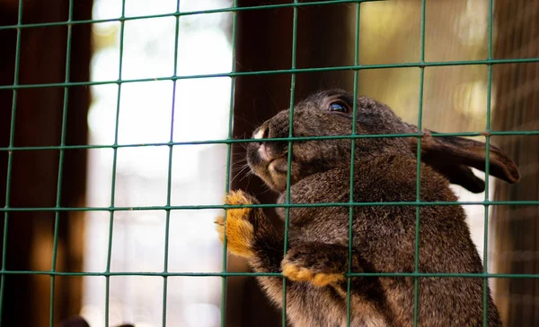 Lindos conejos divertidos en un primer plano de jaula. mascotas mullidas domésticas. protección de animales . — Foto de Stock