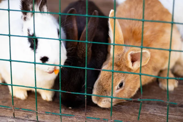 Coelhos engraçados numa gaiola. animais domésticos fofos. protecção dos animais . — Fotografia de Stock