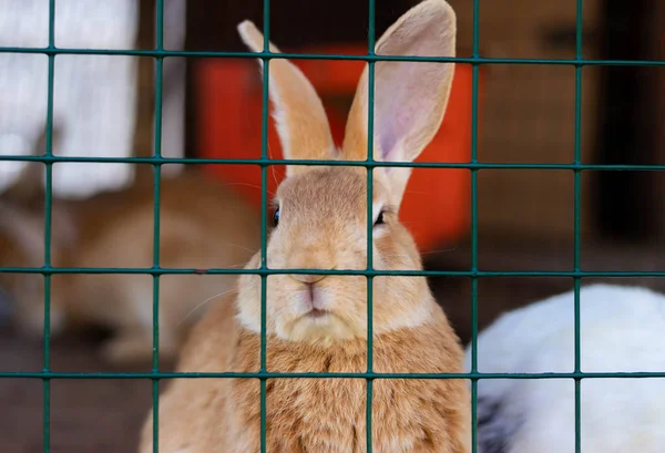 Lindos conejos divertidos en un primer plano de jaula. mascotas mullidas domésticas. protección de animales . — Foto de Stock