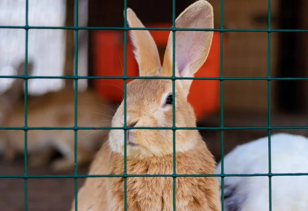 Mignons lapins drôles dans une cage gros plan. animaux domestiques pelucheux. protection des animaux . — Photo