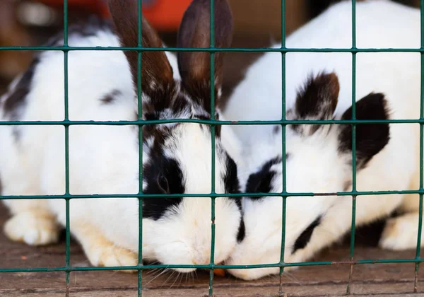 Lindos conejos divertidos en un primer plano de jaula. mascotas mullidas domésticas. protección de animales . — Foto de Stock