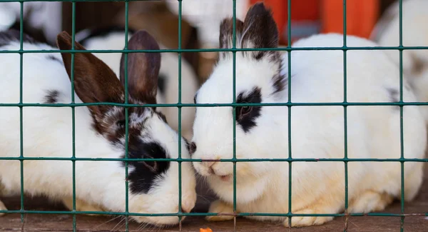Lindos conejos divertidos en un primer plano de jaula. mascotas mullidas domésticas. protección de animales . — Foto de Stock