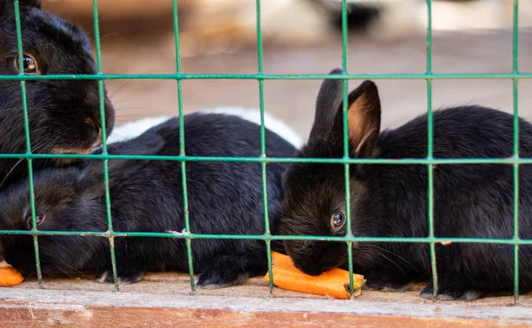 Mignons lapins drôles dans une cage gros plan. animaux domestiques pelucheux. protection des animaux . — Photo