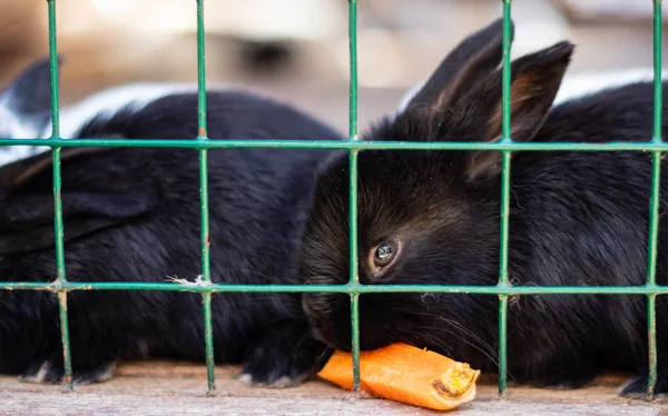 Lindos conejos divertidos en un primer plano de jaula. mascotas mullidas domésticas. protección de animales . — Foto de Stock