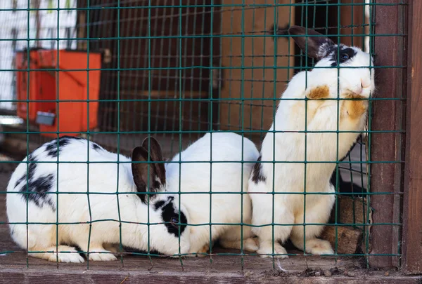 Lindos conejos divertidos en un primer plano de jaula. mascotas mullidas domésticas. protección de animales . — Foto de Stock