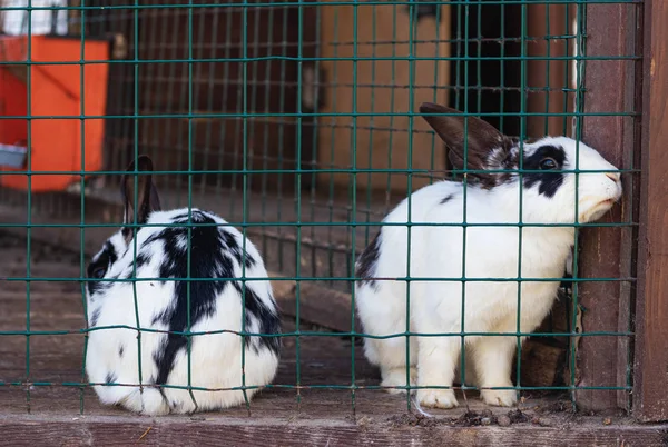 Mignons lapins drôles dans une cage gros plan. animaux domestiques pelucheux. protection des animaux . — Photo