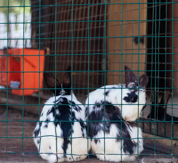 Mignons lapins drôles dans une cage gros plan. animaux domestiques pelucheux. protection des animaux . — Photo