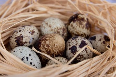 saman closeup bir yuvada bıldırcın çiğ yumurta. tarım kavramı.