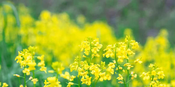 Keře žlutých květů Rapeseed Brassica rapa closeup. louka se žlutými květy. — Stock fotografie