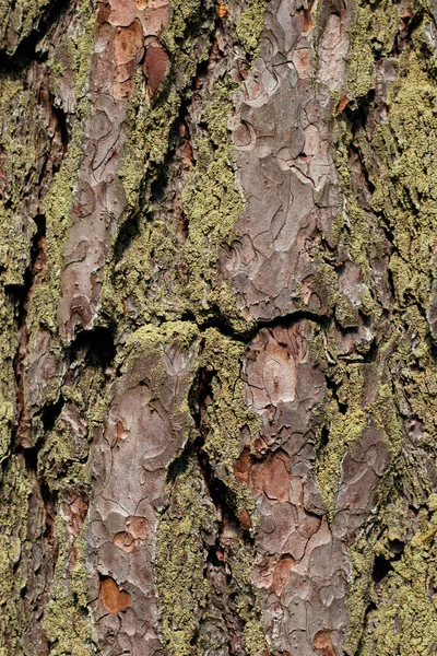 Abstrakte Baumrindentextur für das Design. natürlicher hölzerner Hintergrund. — Stockfoto