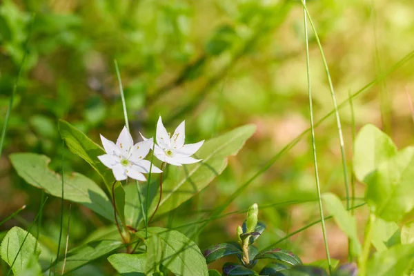 ホワイトガーデニアクレープジャスミン花クローズアップの花のペア。スペースをコピーします。緑の背景に白い咲く花. — ストック写真