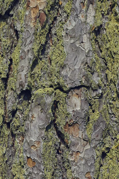 녹색 이끼가있는 오래된 나무 껍질의 질감. 디자인을 위한 질감이 있는 나무 질감. — 스톡 사진