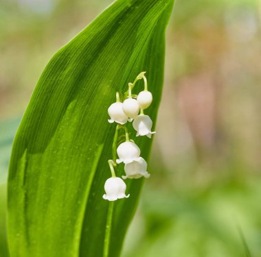 Ormanda güzel kar damlası çiçekler yakın. arka plan bulanık. alanı kopyalayın. Galanthus nivalis baharda. bahar çiçekleri.
