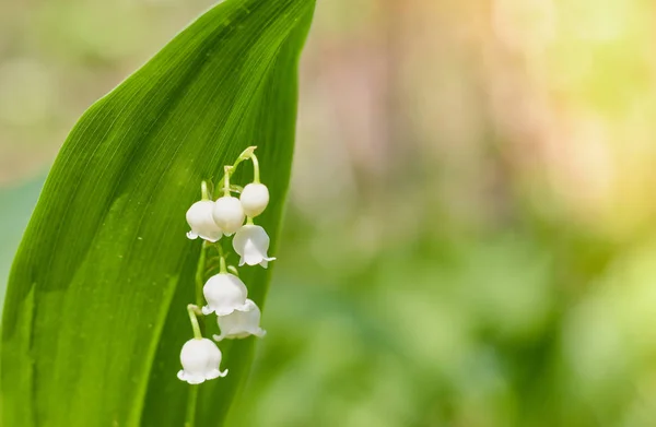 Ormanda güzel kar damlası çiçekler yakın. arka plan bulanık. alanı kopyalayın. Galanthus nivalis baharda. bahar çiçekleri.