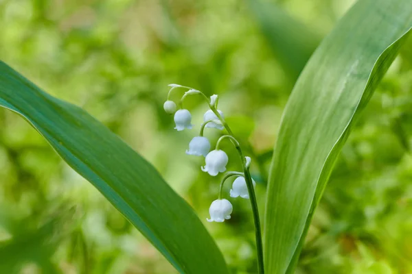 Beautiful snowdrop flowers close up in the forest. blurred background. copy space. Galanthus nivalis in the spring. spring flowers. — Stock Photo, Image