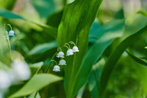 Belles fleurs de déneigement près dans la forêt. arrière-plan flou. espace de copie. Galanthus nivalis au printemps. fleurs de printemps . — Photo