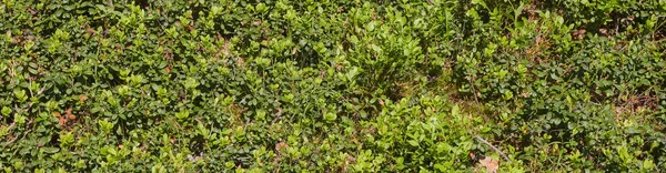 Фон з зелених кущів ягід. галявина маленьких кущів чорниці в лісі. вид зверху . — стокове фото