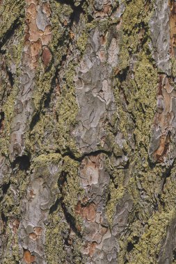 Yeşil yosunlu eski bir ağacın kabuğunun dokusu. dikey görünüm. tasarım için ağaç kabuğundan arka plan.
