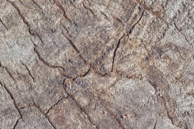 Ağaç gövdesi dilim arka plan. ahşap kütük arka plan dokusu. Tasarım için doku. Kopya alanı. Ormansızlaşma.