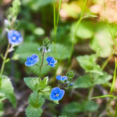 nemophila menziesii çiçek. Berrak havalarda ormanda açan mavi gözlü çiçekler. Flora.