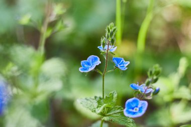 nemophila menziesii çiçek. Berrak havalarda ormanda açan mavi gözlü çiçekler. Flora.