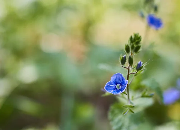 Цветы nemophila menfessii. Цветущие голубоглазые цветы в лесу в ясную погоду. Флора . — стоковое фото