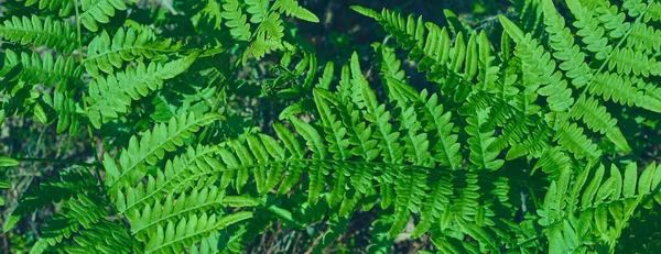 Fundo natural de folhas. Samambaia de avestruz jovem verde natural ou folhas de samambaia shuttlecock Matteuccia struthiopteris um no outro — Fotografia de Stock