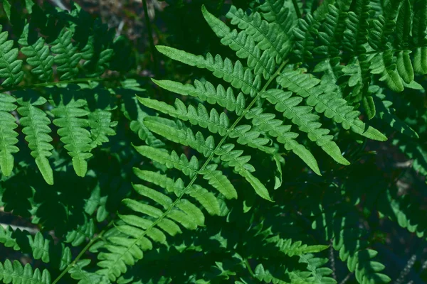 나뭇잎의 자연스러운 배경. 자연 녹색 젊은 타조 고사리 또는 셔틀 콕 잎 마테우치아 struthiopteris 서로 — 스톡 사진