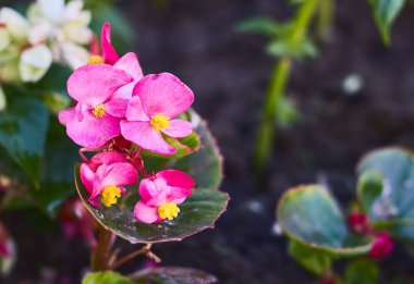 Gül Rubiginosa Tatlı Briard yabani gül çiçekleri ile çiçek açar. kır çiçekleri. Flora.