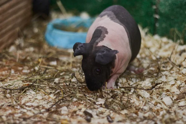 Hayvanat bahçesinde kel, benekli bir kobay. Hayvan ıslah çiftliği. bir kafeste hayvanlar.