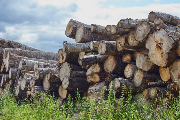 Closeup of felled and stacked tree trunks with a cut edge to the viewer. deforestation. enviroment protection. — Stock Photo, Image