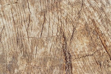 Ağaç gövdesi dilim arka plan. ahşap kütük arka plan dokusu. Tasarım için doku. Kopya alanı. Ormansızlaşma.
