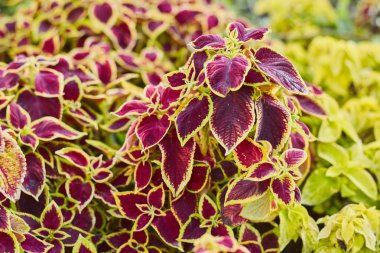 Coleus Bitki Renkli Isırgan Yaprakları Dekoratif Çiçek Arka Plan Boyalı Isırgan - Latince: Solenostemon scutellarioides