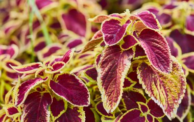 Coleus Bitki Renkli Isırgan Yaprakları Dekoratif Çiçek Arka Plan Boyalı Isırgan - Latince: Solenostemon scutellarioides