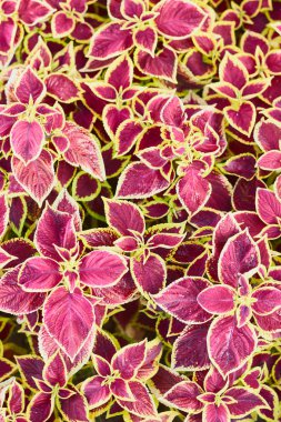 Coleus Bitki Renkli Isırgan Yaprakları Dekoratif Çiçek Arka Plan Boyalı Isırgan - Latince: Solenostemon scutellarioides