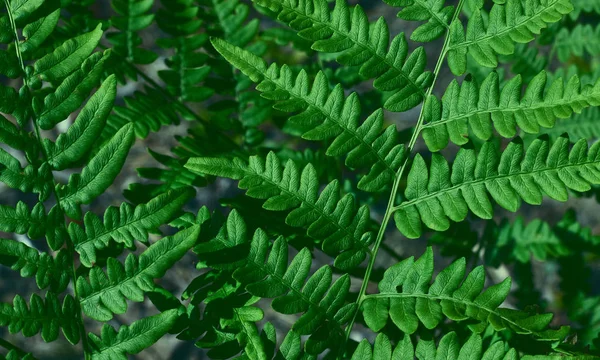Folhas verdes frescas de uma samambaia avestruz ou samambaia em um violino ou Shuttlecock Matteuccia struthiopteris fundo verde de folhas de samambaia . — Fotografia de Stock