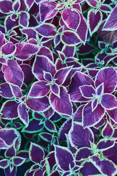 Fundo Floral Decorativo de Coleus planta colorida urtiga folhas pintado urtiga - latim: Solenostemon scutellarioides Imagem De Stock