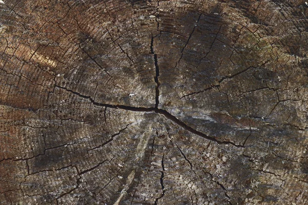나무 줄기 슬라이스 배경입니다. 나무 그루터기 배경 질감. 디자인용 텍스처. 공간을 복사합니다. 삼림 벌채. — 스톡 사진