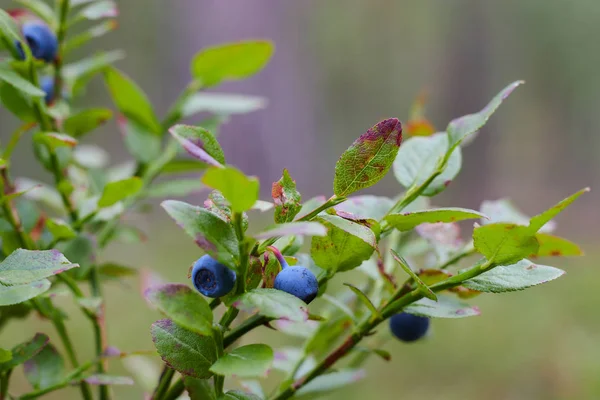 숲에서 야생 블루 베리. 야생 열매는 클리어링의 숲에서 자랍니다. 러시아 숲의 베리. — 스톡 사진