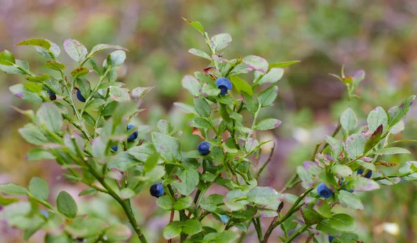 Ormanda yaban mersini. yabani meyveler bir açıklıkta bir ormanda yetişir. Rus ormanlarının berry. — Stok fotoğraf